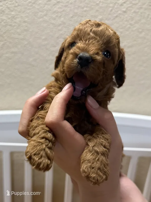 Benny – Poodle - Miniature  puppy for sale in Prescott, AZ