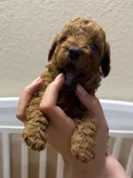Benny, a male Poodle - Miniature  for sale in Prescott, AZ – 1 of 6