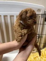 Billy, a male Poodle - Miniature  for sale in Prescott, AZ – 2 of 8