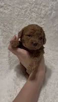 Lily, a female Poodle - Miniature  for sale in Prescott, AZ – 4 of 6