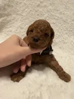 Billy, a male Poodle - Miniature  for sale in Prescott, AZ – 7 of 8