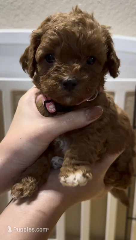 Bella – Poodle - Miniature  puppy for sale in Prescott, AZ