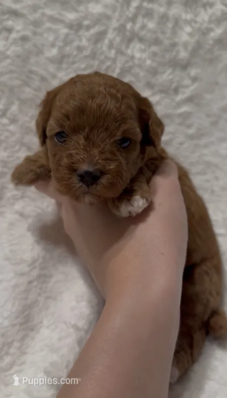 Bella – Poodle - Miniature  puppy for sale in Prescott, AZ