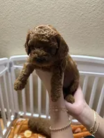 Daisy , a female Poodle - Miniature  for sale in Prescott, AZ – 2 of 2