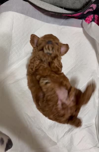 Rossie, a female Poodle - Miniature  for sale in Prescott, AZ – 5 of 5
