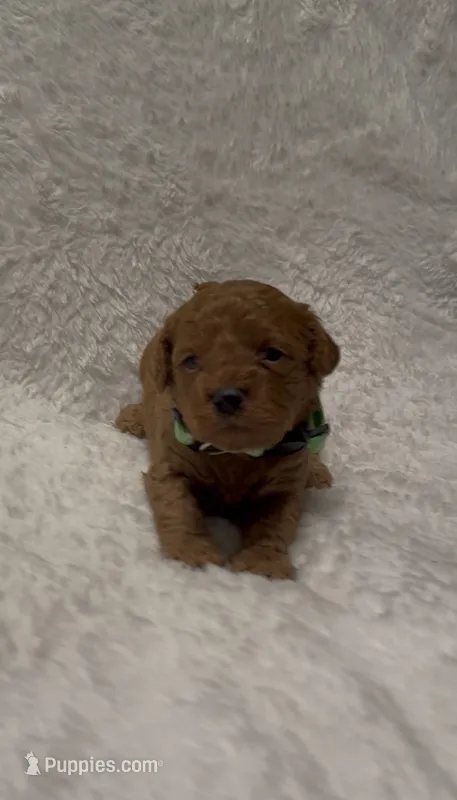 Coco – Poodle - Miniature  puppy for sale in Prescott, AZ