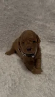 Billy, a male Poodle - Miniature  for sale in Prescott, AZ – 5 of 8