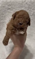 Bella, a female Poodle - Miniature  for sale in Prescott, AZ – 2 of 4