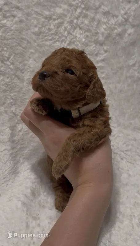Lily – Poodle - Miniature  puppy on hold in Prescott, AZ