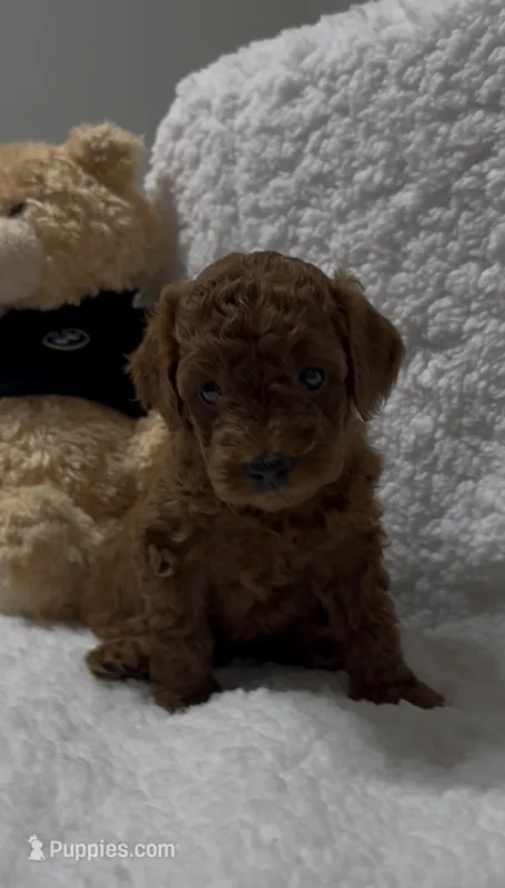 Benny – Poodle - Miniature  puppy on hold in Prescott, AZ