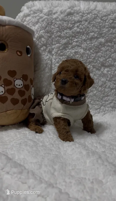Rossie – Poodle - Miniature  puppy on hold in Prescott, AZ
