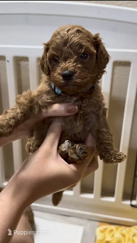 Toby – Poodle - Miniature  puppy for sale in Prescott, AZ
