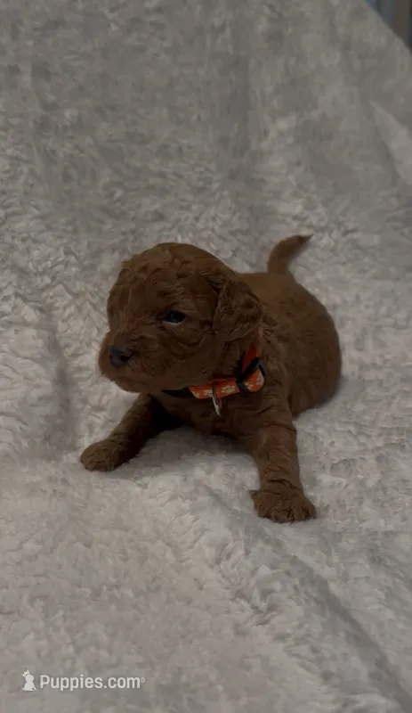 Holly – Poodle - Miniature  puppy for sale in Prescott, AZ