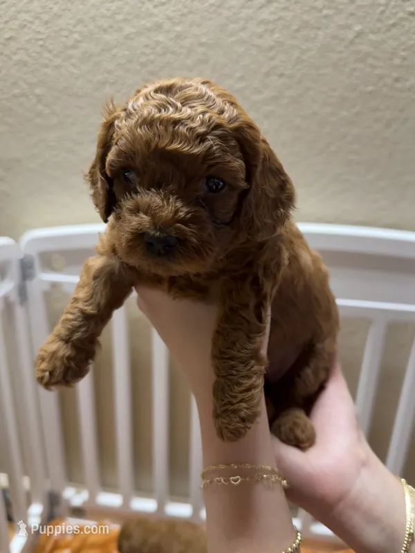 Daisy  – Poodle - Miniature  puppy for sale in Prescott, AZ