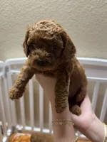 Daisy , a female Poodle - Miniature  for sale in Prescott, AZ – 1 of 2