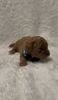 Toby, a male Poodle - Miniature  for sale in Prescott, AZ – 3 of 7