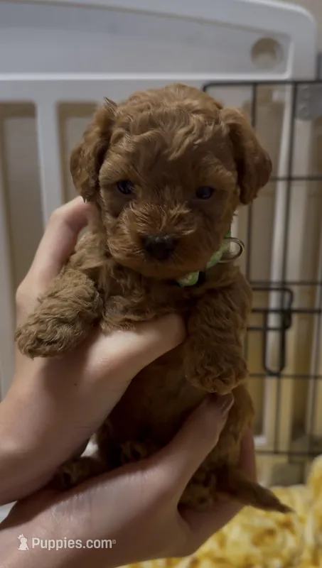 Coco – Poodle - Miniature  puppy for sale in Prescott, AZ