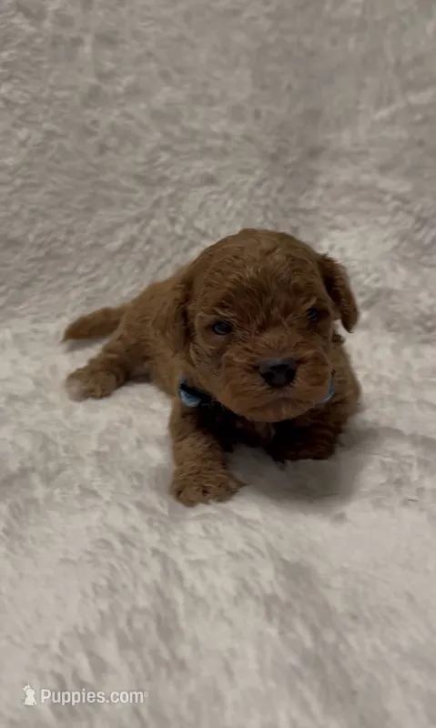 Toby – Poodle - Miniature  puppy for sale in Prescott, AZ