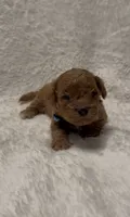 Toby, a male Poodle - Miniature  for sale in Prescott, AZ – 1 of 7