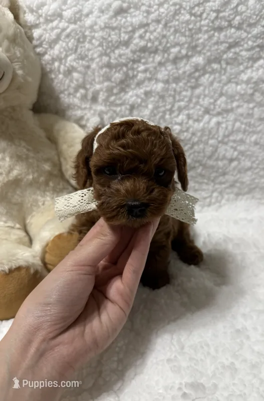 Daisy  – Poodle - Miniature  puppy on hold in Prescott, AZ