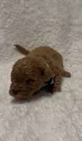 Toby, a male Poodle - Miniature  for sale in Prescott, AZ – 2 of 7
