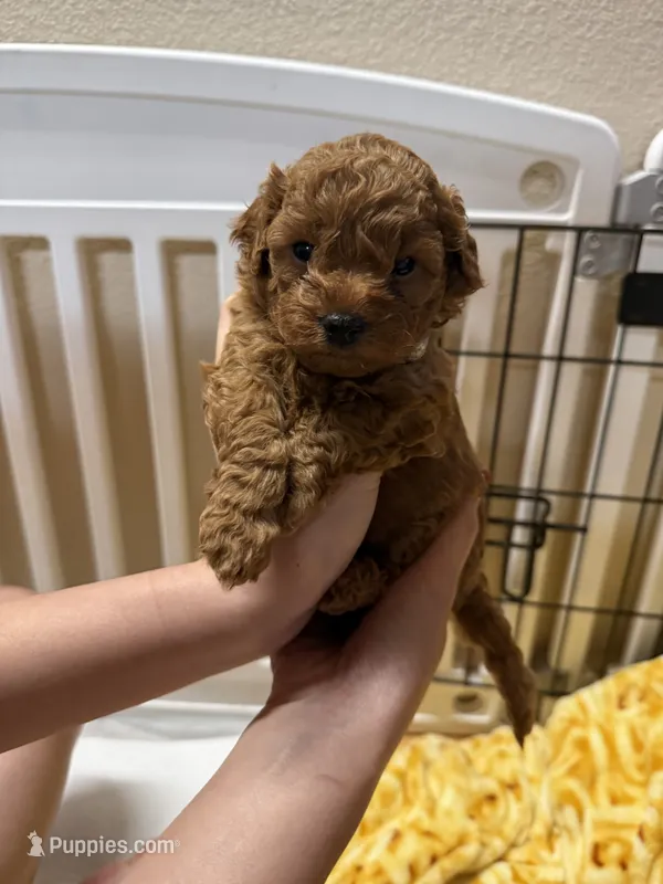 Billy – Poodle - Miniature  puppy for sale in Prescott, AZ