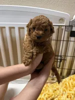 Billy, a male Poodle - Miniature  for sale in Prescott, AZ – 1 of 8