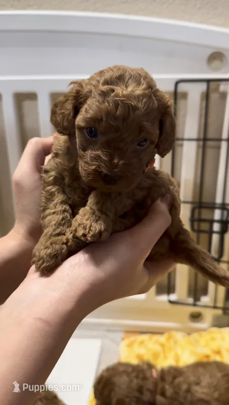 Holly – Poodle - Miniature  puppy for sale in Prescott, AZ