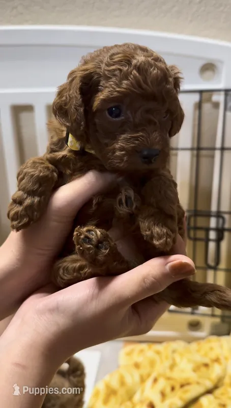 Milo – Poodle - Miniature  puppy for sale in Prescott, AZ
