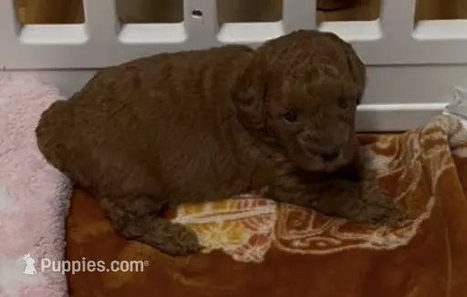 Rossie – Poodle - Miniature  puppy for sale in Prescott, AZ
