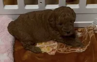 Rossie, a female Poodle - Miniature  for sale in Prescott, AZ – 1 of 5