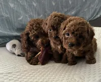 Leo, a male Poodle - Miniature  for sale in Prescott, AZ – Photo 10 of 10