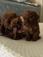 Leo, a male Poodle - Miniature  for sale in Prescott, AZ – Photo 7 of 10