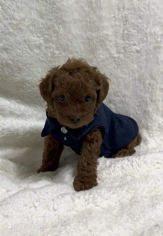 Red Toy Poodle Male – Poodle - Toy  puppy for sale in Prescott, AZ