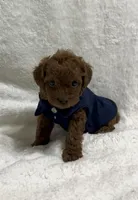 Red Toy Poodle Male, a male Poodle - Toy  and Poodle - Miniature  for sale in Prescott, AZ – Photo 1 of 8
