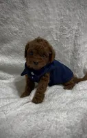 Red Toy Poodle Male, a male Poodle - Toy  and Poodle - Miniature  for sale in Prescott, AZ – Photo 8 of 8