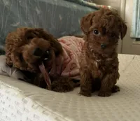 Leo, a male Poodle - Miniature  for sale in Prescott, AZ – Photo 9 of 10