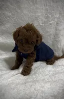 Red Toy Poodle Male, a male Poodle - Toy  and Poodle - Miniature  for sale in Prescott, AZ – Photo 6 of 8