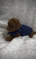 Red Toy Poodle Male, a male Poodle - Toy  and Poodle - Miniature  for sale in Prescott, AZ – Photo 5 of 8