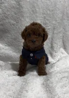 Red Toy Poodle Male, a male Poodle - Toy  and Poodle - Miniature  for sale in Prescott, AZ – Photo 4 of 8