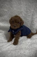 Red Toy Poodle Male, a male Poodle - Toy  and Poodle - Miniature  for sale in Prescott, AZ – Photo 7 of 8