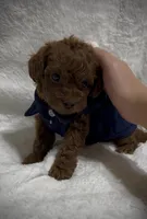 Red Toy Poodle Male, a male Poodle - Toy  and Poodle - Miniature  for sale in Prescott, AZ – Photo 2 of 8