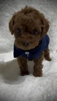 Red Toy Poodle Male, a male Poodle - Toy  and Poodle - Miniature  for sale in Prescott, AZ – Photo 3 of 8