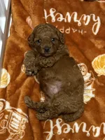Rossie, a female Poodle - Miniature  for sale in Prescott, AZ – 4 of 5