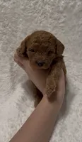 Lily, a female Poodle - Miniature  for sale in Prescott, AZ – 2 of 6