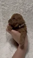 Lily, a female Poodle - Miniature  for sale in Prescott, AZ – 6 of 6