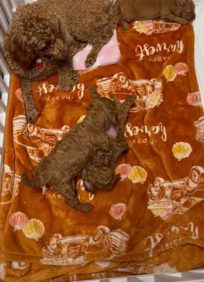 Benny, a male Poodle - Miniature  for sale in Prescott, AZ – 6 of 6