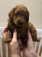Benny, a male Poodle - Miniature  for sale in Prescott, AZ – 4 of 6