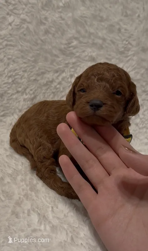 Milo – Poodle - Miniature  puppy for sale in Prescott, AZ