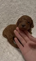 Milo, a male Poodle - Miniature  for sale in Prescott, AZ – 1 of 6